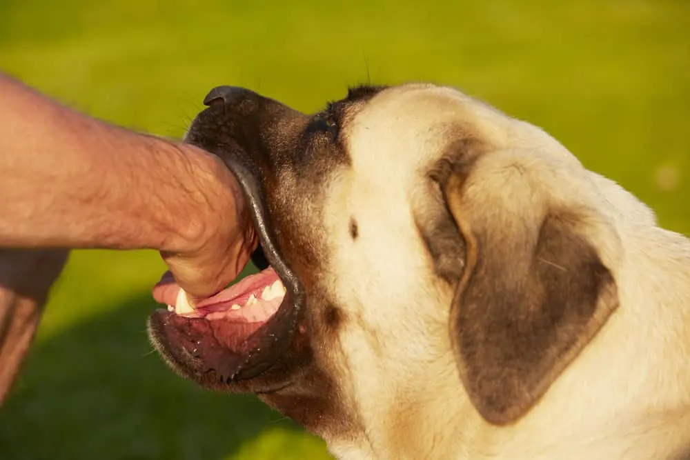 Abogado de mordedura de perro