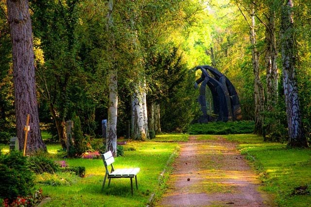 Bench in a Forest