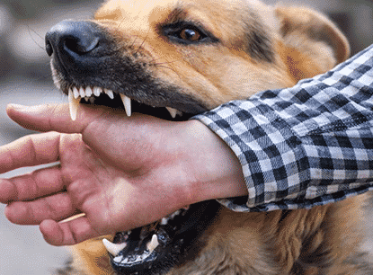 Dog bite lawyer Greenville, Ohio