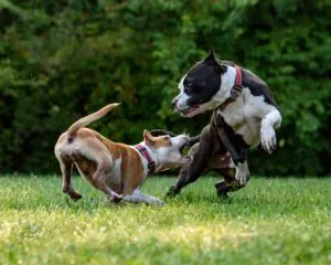 one aggressive dog biting another in a park