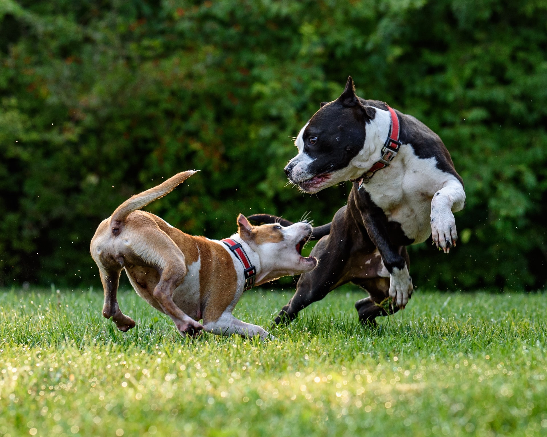 un perro agresivo mordiendo a otro en un parque