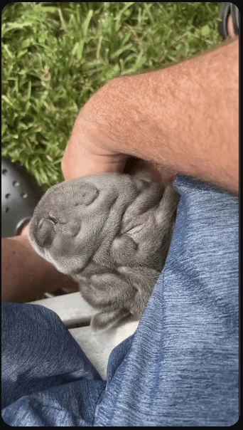 The Killer Guard Dog