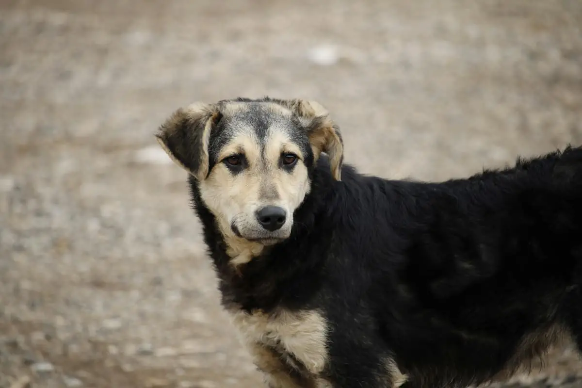 ¿Qué puedo hacer si me muerde un perro durante una entrega?